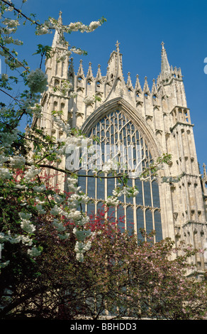 Fenêtre Rideau et façade est de la cathédrale de York, ville de York, North Yorkshire, Angleterre, Royaume-Uni. Banque D'Images