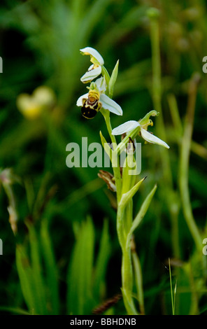 Orchidée araignée dans son environnement naturel Banque D'Images