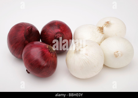 Oignons rouges et blancs (Allium cepa) Banque D'Images