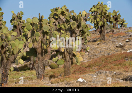 Cactus géant Opuntia echios echios var South Plaza Îles Galapagos Équateur Amérique du Sud Océan Pacifique peut Banque D'Images