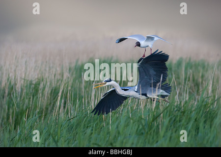 Héron gris Ardea cinerea attaqué par un mouette à tête noire Banque D'Images