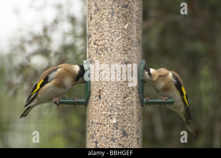 Deux Chardonneret (Carduelis carduelis) de la famille des Fringillidae sur un jardin mangeoire pour oiseaux. Banque D'Images