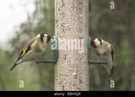 Deux Chardonneret (Carduelis carduelis) de la famille des Fringillidae sur un jardin mangeoire pour oiseaux. Banque D'Images