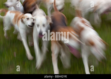 Fox Hound abstract West Norfolk Hunt Banque D'Images