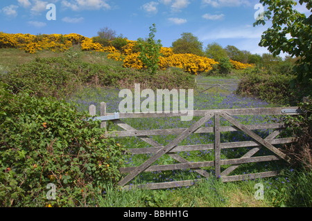 Gate et l'ajonc Wiveton Norfolk Downs au printemps Banque D'Images