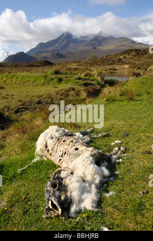 Moutons morts, île de Skye, Écosse Banque D'Images