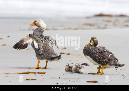 Voler Falkland Steamer Duck Tachyeres brachypterus paire avec l'île de Sea Lion canetons Novembre Malouines Banque D'Images