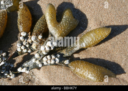 Frondes de rack en spirale dans le couvert de Darwin envahissantes Barnacle Elminius modestus à New Brighton, le Wirral, Merseyside, Royaume-Uni Banque D'Images