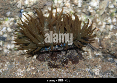 Anémone de mer verte Actinia prasina dans un Rockpool à New Brighton, Wallasey, le Wirral, Merseyside, Royaume-Uni Banque D'Images