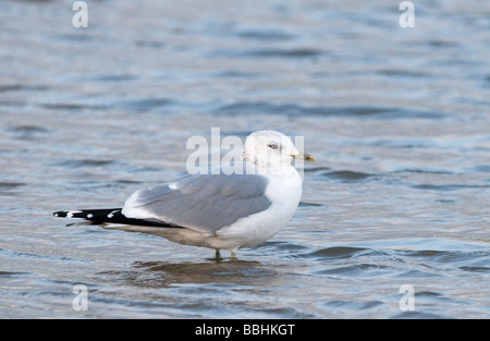 Goéland cendré Larus canus en plumage d'hiver Norfolk Janvier Banque D'Images