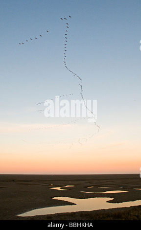 Oies Anser brachyrynchus rose laissant au repos d'hiver Snettisham Norfolk Banque D'Images