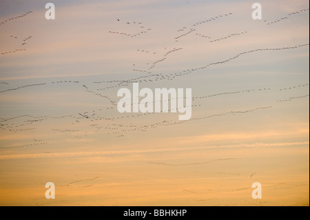 Oies Anser brachyrynchus rose laissant au repos d'hiver Snettisham Norfolk Banque D'Images