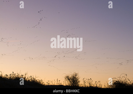 Oies Anser brachyrynchus rose laissant au repos d'hiver Snettisham Norfolk Banque D'Images