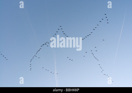 Oies Anser brachyrynchus rose laissant au repos d'hiver Snettisham Norfolk Banque D'Images