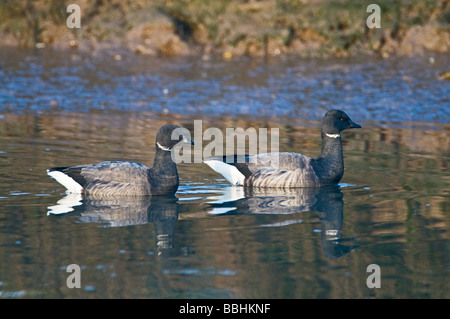 La Bernache cravant (Branta bernicla) dans les marées creek à Brancaster Staithe hiver Norfolk Banque D'Images