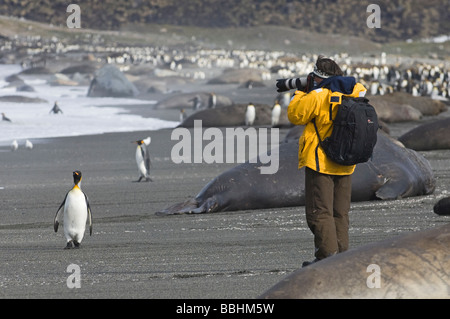 Tourist photographing manchots royaux et l'Éléphant de mer sur la plage de St Andrews Bay Octobre Géorgie du Sud Banque D'Images