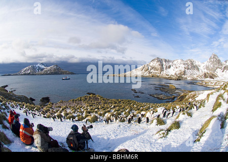 Les touristes de photographier les pingouins Macaroni Eudyptes chrysolophus à la colonie en Cooper Bay Géorgie du Sud Novembre Banque D'Images