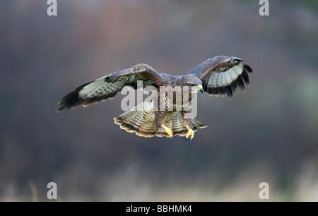 Buse variable Buteo buteo Glos UK winter Banque D'Images