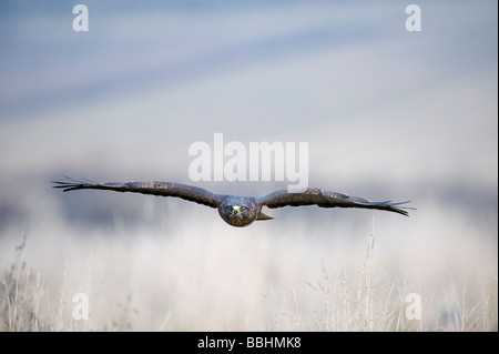Buse variable Buteo buteo Glos UK contrôlée d'hiver Banque D'Images