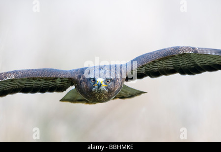 Buse variable Buteo buteo Glos UK contrôlée d'hiver Banque D'Images