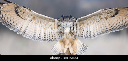 Eagle Owl Bubo bubo Glos UK contrôlée Banque D'Images