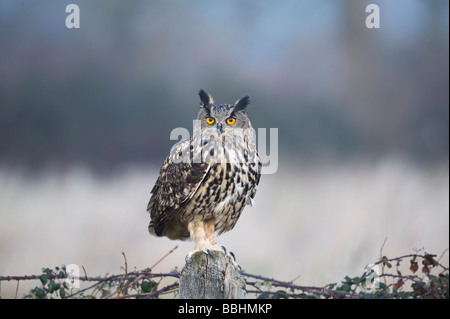 Eagle Owl Bubo bubo Glos UK contrôlée Banque D'Images