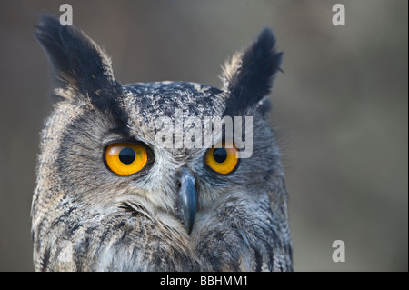 Eagle Owl Bubo bubo Glos UK contrôlée Banque D'Images