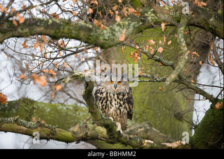 Eagle Owl Bubo bubo Glos UK contrôlée Banque D'Images