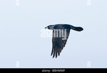 Corvus monedula choucas hiver Norfolk Banque D'Images