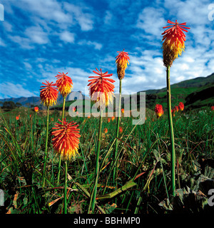 Red Hot poker croissant sur les pentes des terres humides du Drakensberg Banque D'Images