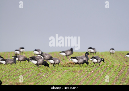 La Bernache cravant (Branta bernicla) pâturage sur des cultures les agriculteurs de blé d'hiver l'hiver de Norfolk Banque D'Images