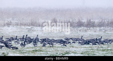 La Bernache cravant Branta bernicla en novembre Norfolk Claj blizzard Banque D'Images