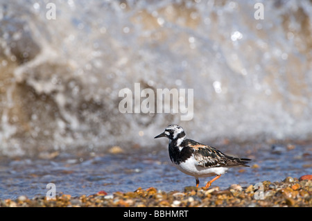 Turnstone Arenaria interpres en plumage nuptial sur la plage de la réserve RSPB Snettisham Norfolk Juillet Banque D'Images