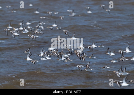 Bécasseau sanderling Calidris alba troupeau Août Norfolk Snettisham Banque D'Images