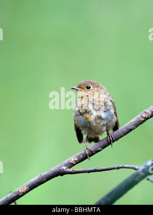 Erithacus rubecula aux abords Juillet juvénile Norfolk Banque D'Images