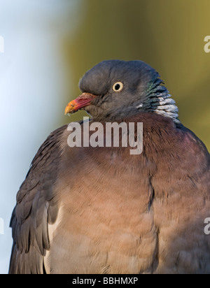 Pigeon ramier Columba palumbus Titchwell hiver Norfolk Banque D'Images