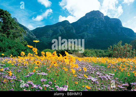 Après les pluies de l'HIVER ONT NOYÉ LA TERRE UN MIRACLE DE LA NATURE TRANSFORME LE PAYSAGE EN UN PAYS DES MERVEILLES florales Banque D'Images