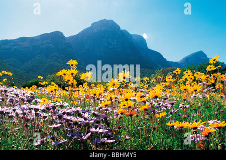 Après les pluies de l'HIVER ONT NOYÉ LA TERRE UN MIRACLE DE LA NATURE TRANSFORME LE PAYSAGE EN UN PAYS DES MERVEILLES florales Banque D'Images