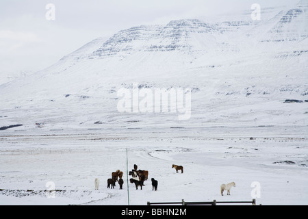 Le pâturage des chevaux en hiver Islande Skagafjordur Banque D'Images