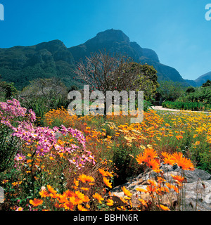 Après les pluies de l'HIVER ONT NOYÉ LA TERRE UN MIRACLE DE LA NATURE TRANSFORME LE PAYSAGE EN UN PAYS DES MERVEILLES florales Banque D'Images