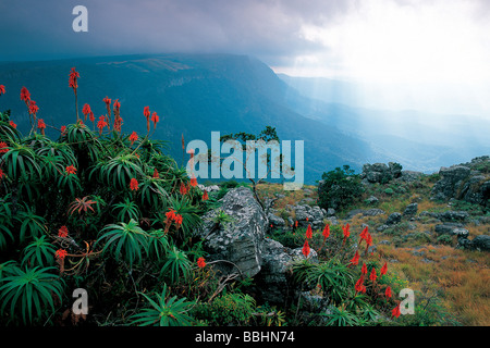 Les herbes sauvages et colorées floraison HIVER CADRE ALOES LA GRANDE VUE DEPUIS LE SOMMET DE GODS WINDOW Banque D'Images