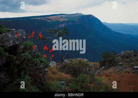 Les herbes sauvages et colorées floraison HIVER CADRE ALOES LA GRANDE VUE DEPUIS LE SOMMET DE GODS WINDOW Banque D'Images