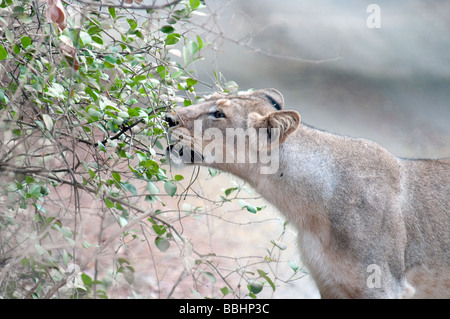 Sasan Gir lionne Banque D'Images