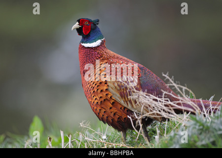 Faisan de Colchide Phasianus colchicus mâle en plumage nuptial complet profil en marchant à travers un pré vert Banque D'Images