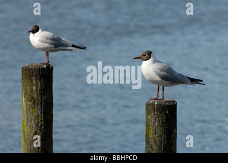 Paire de mouettes à tête noire se percher sur des poteaux dans le Lake District, Cumbria, Angleterre Banque D'Images