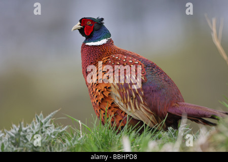 Faisan de Colchide Phasianus colchicus mâle en plumage nuptial complet profil en marchant à travers un pré vert Banque D'Images