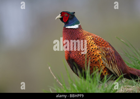 Faisan de Colchide Phasianus colchicus mâle en plumage nuptial complet profil en marchant à travers un pré vert Banque D'Images