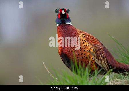 Faisan de Colchide Phasianus colchicus mâle en plumage nuptial complet le contact visuel en se promenant dans un pré vert Banque D'Images