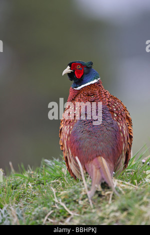 Faisan de Colchide Phasianus colchicus mâle en plumage nuptial complet profil en marchant à travers un pré vert Banque D'Images