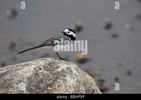 Bergeronnette printanière Motacilla alba yarrellii pied assis sur un rocher au bord d'un loch retour sur son épaule Banque D'Images